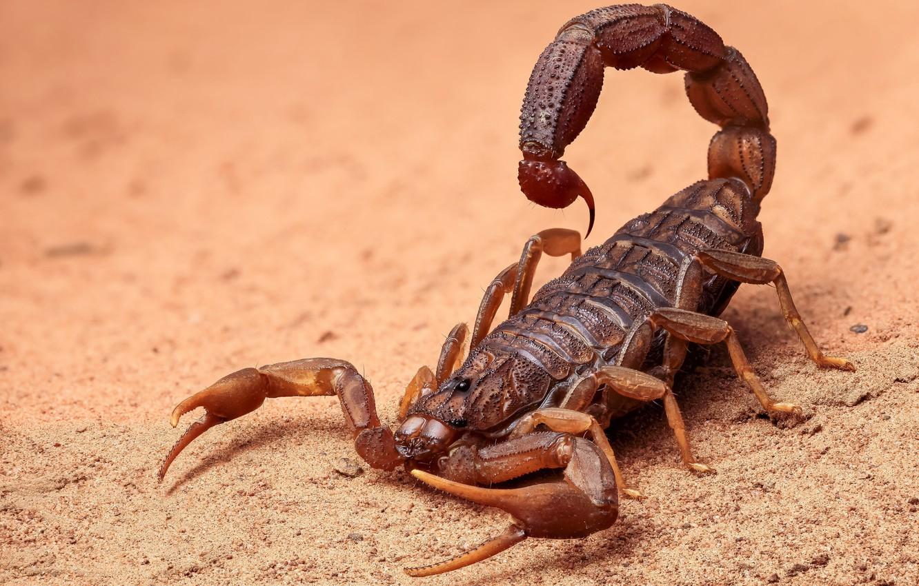 Scorpion Arachnids Wallpapers