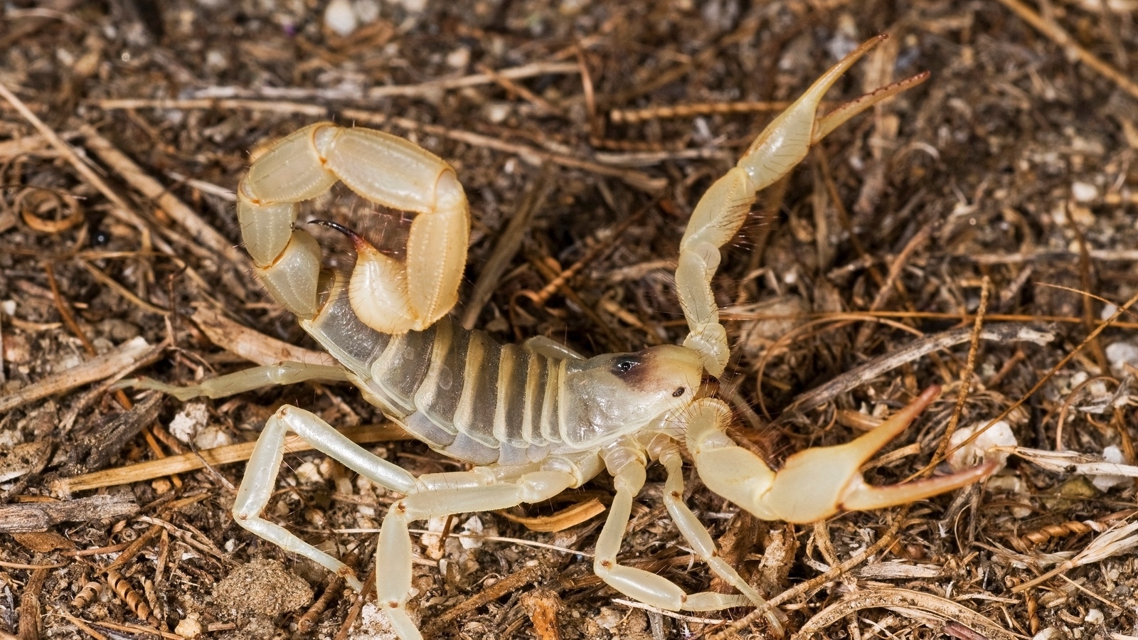 Scorpion Arachnids Wallpapers