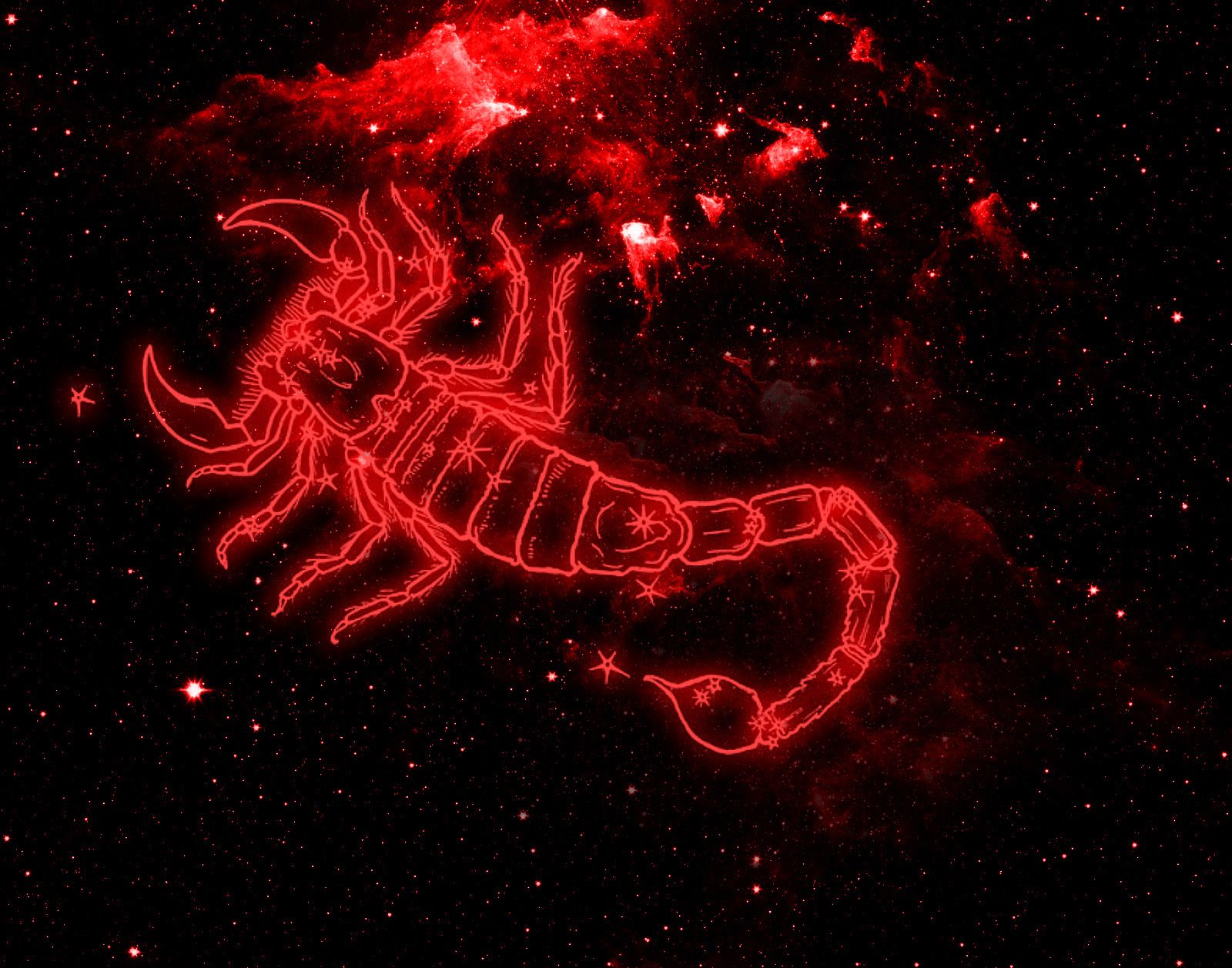 Scorpion Arachnids Wallpapers