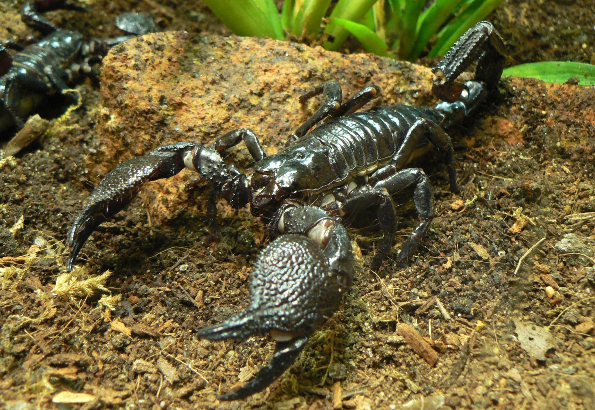 Scorpion Arachnids Wallpapers