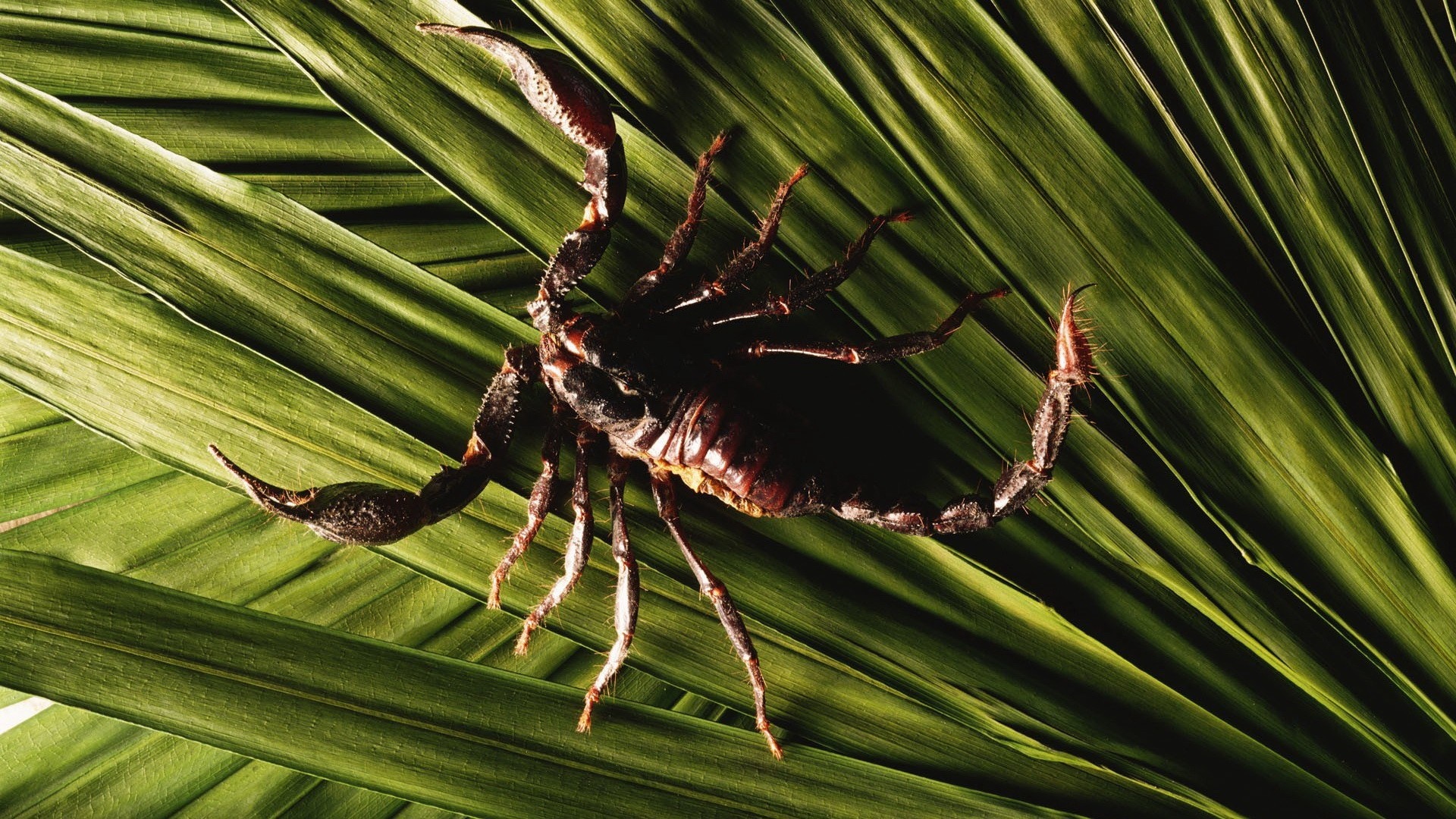 Scorpion Arachnids Wallpapers