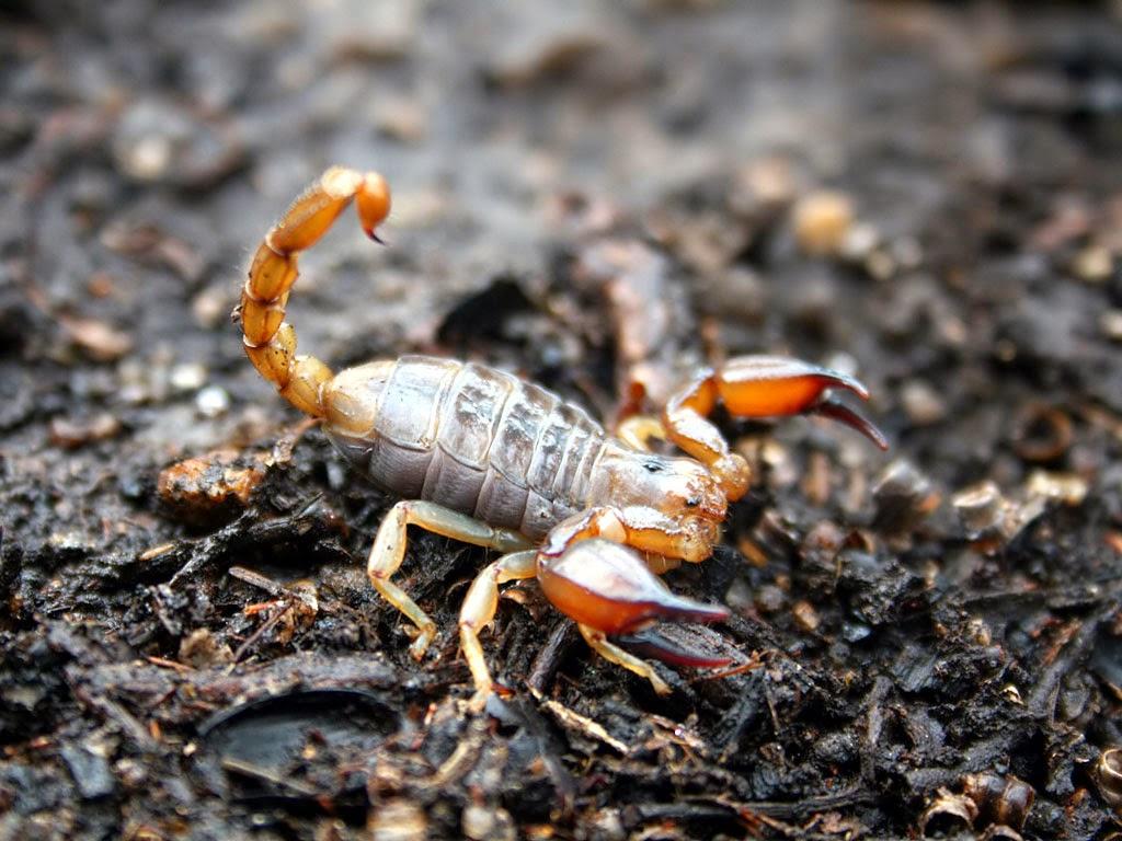 Scorpion Arachnids Wallpapers