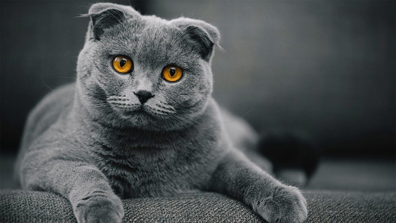 Scottish Fold Wallpapers