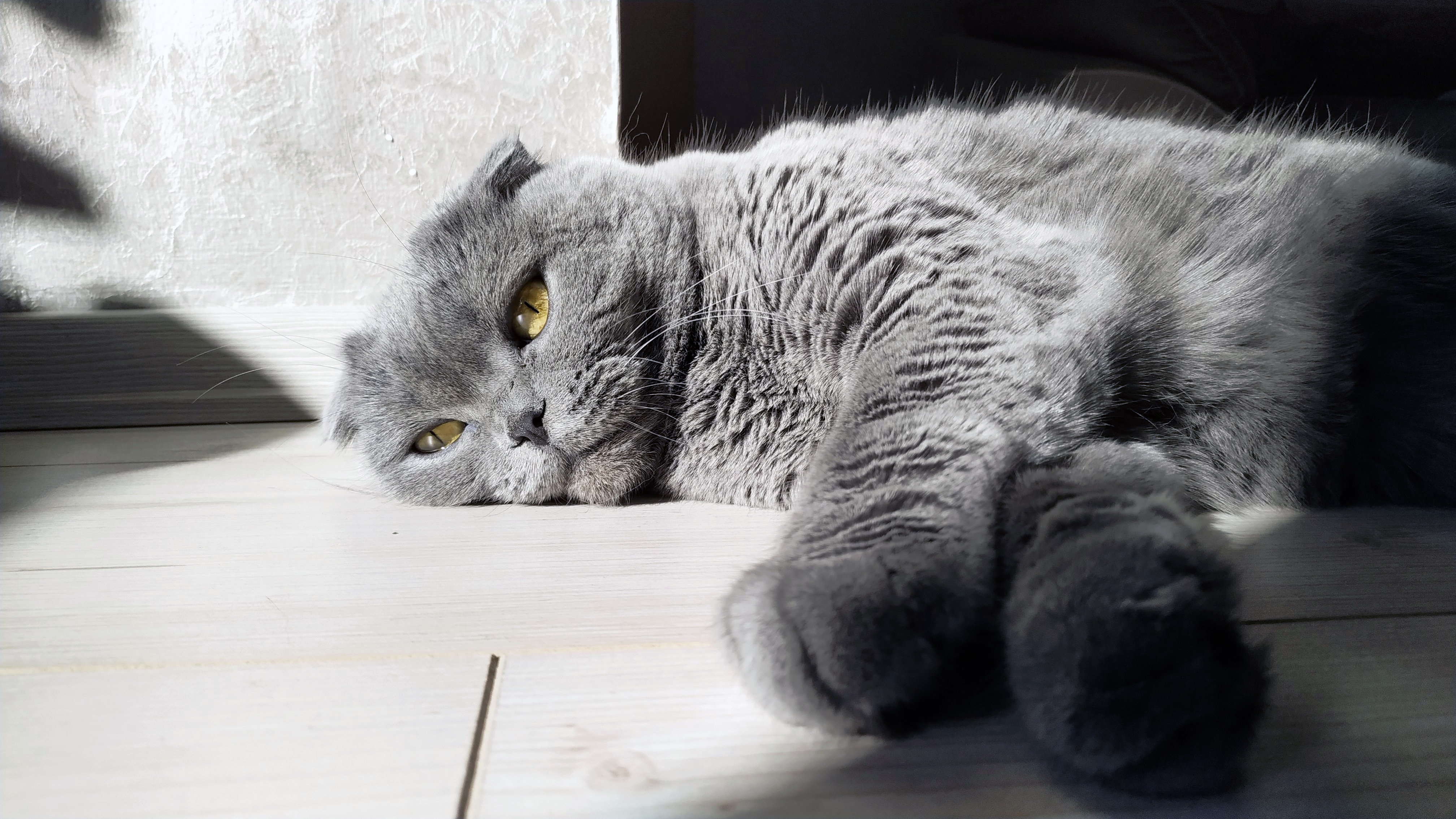 Scottish Fold Wallpapers