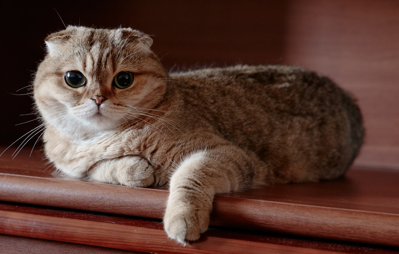 Scottish Fold Wallpapers