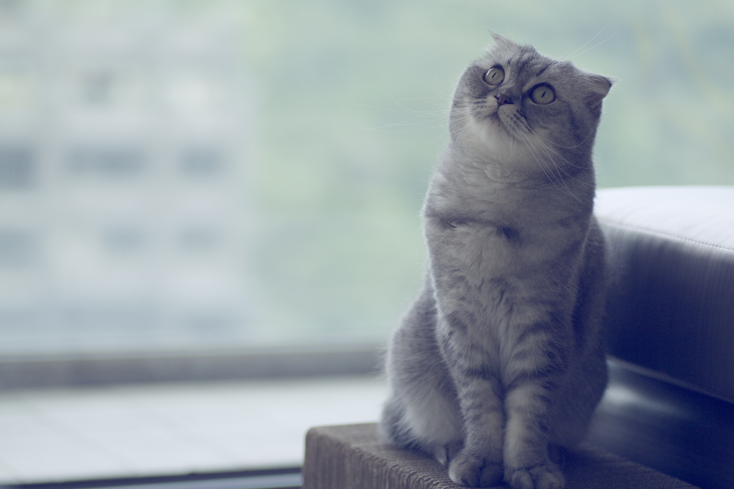 Scottish Fold Wallpapers