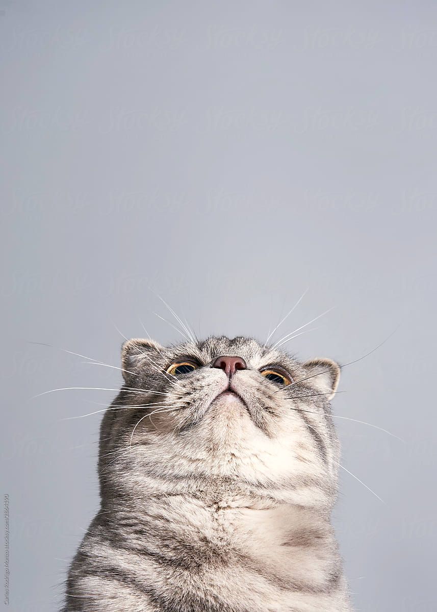 Scottish Fold Wallpapers