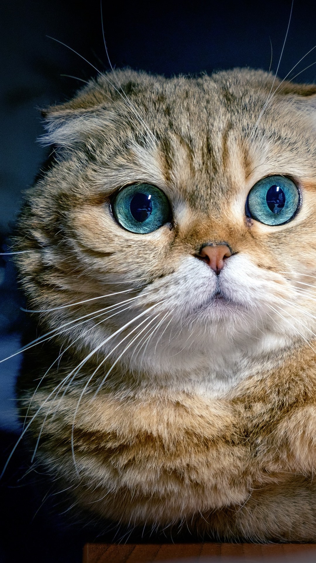 Scottish Fold Wallpapers