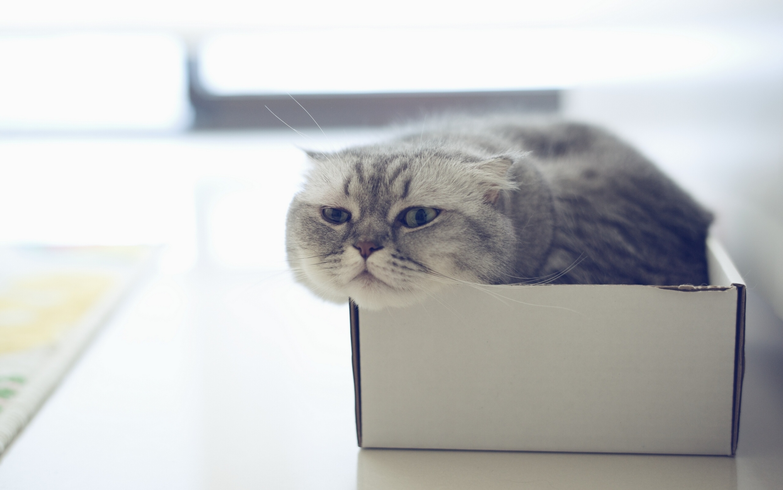 Scottish Fold Wallpapers