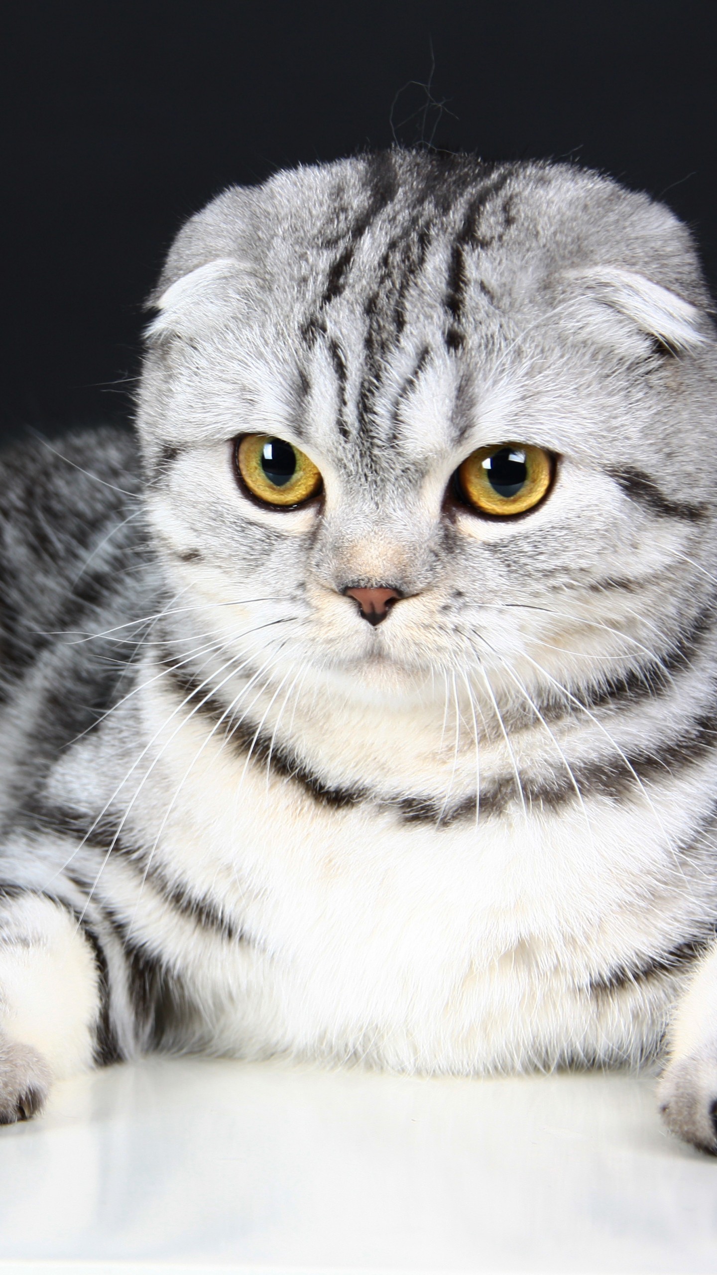 Scottish Fold Wallpapers