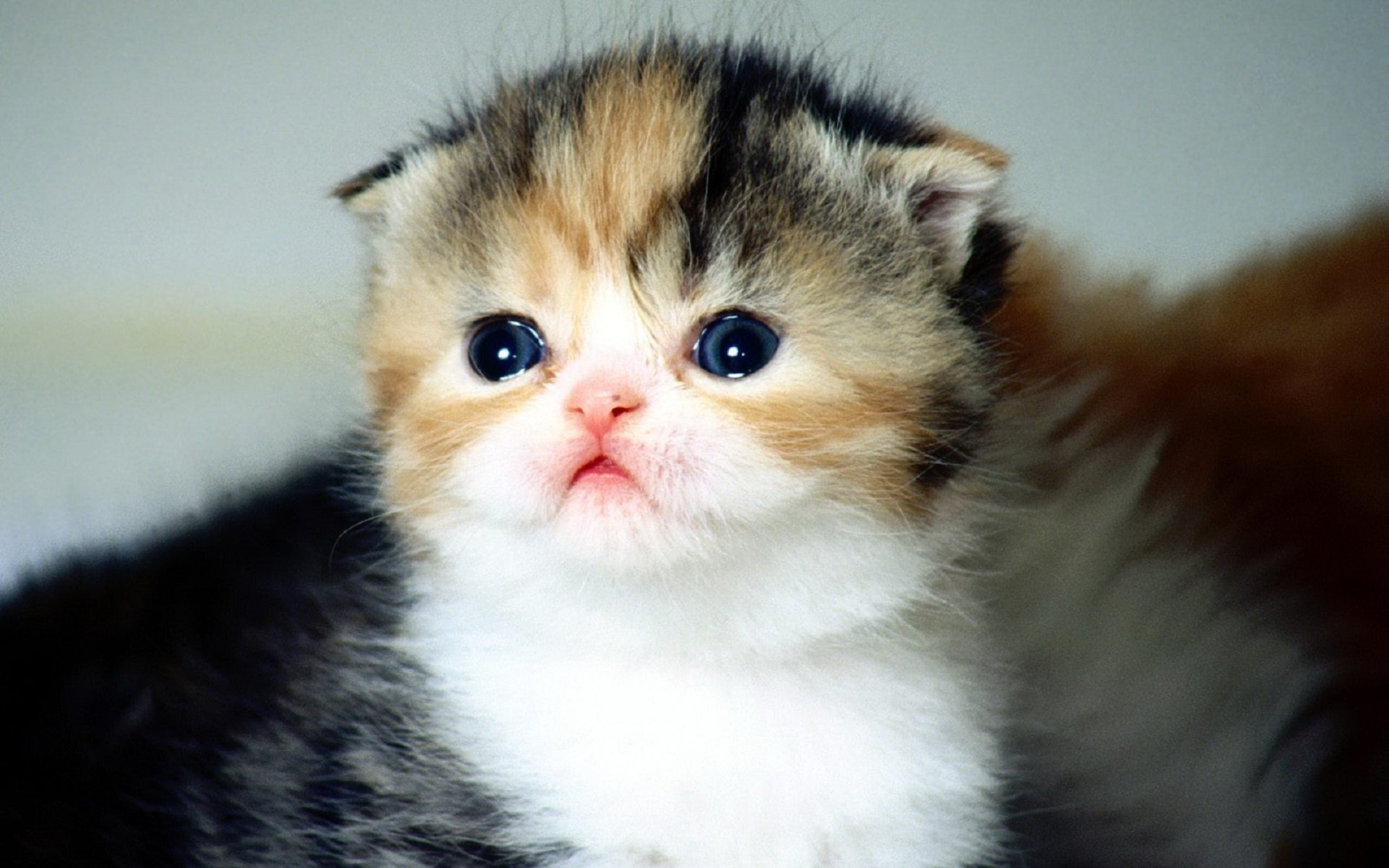 Scottish Fold Wallpapers