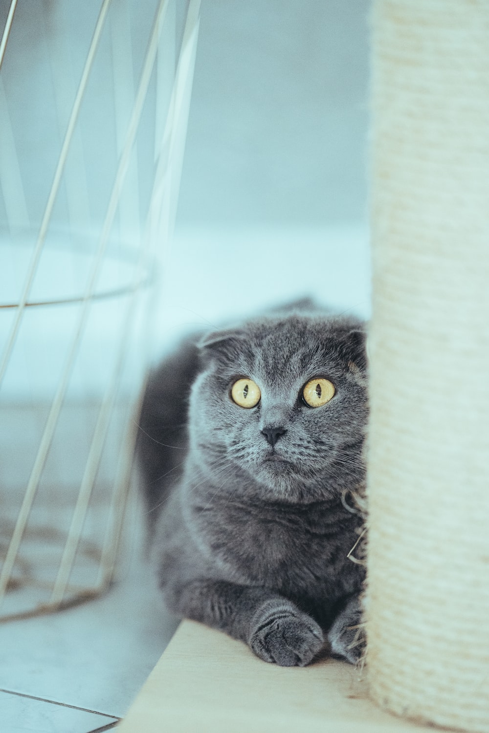 Scottish Fold Wallpapers