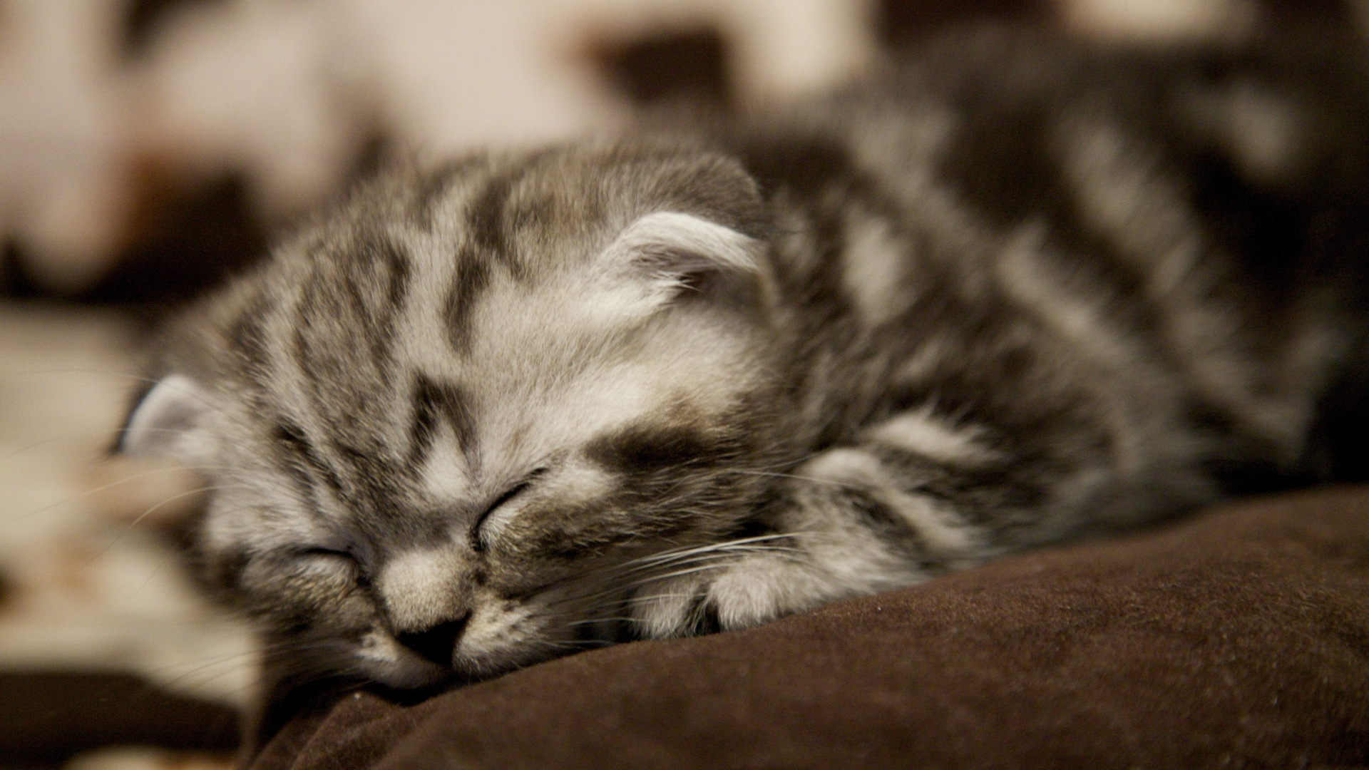 Scottish Fold Wallpapers