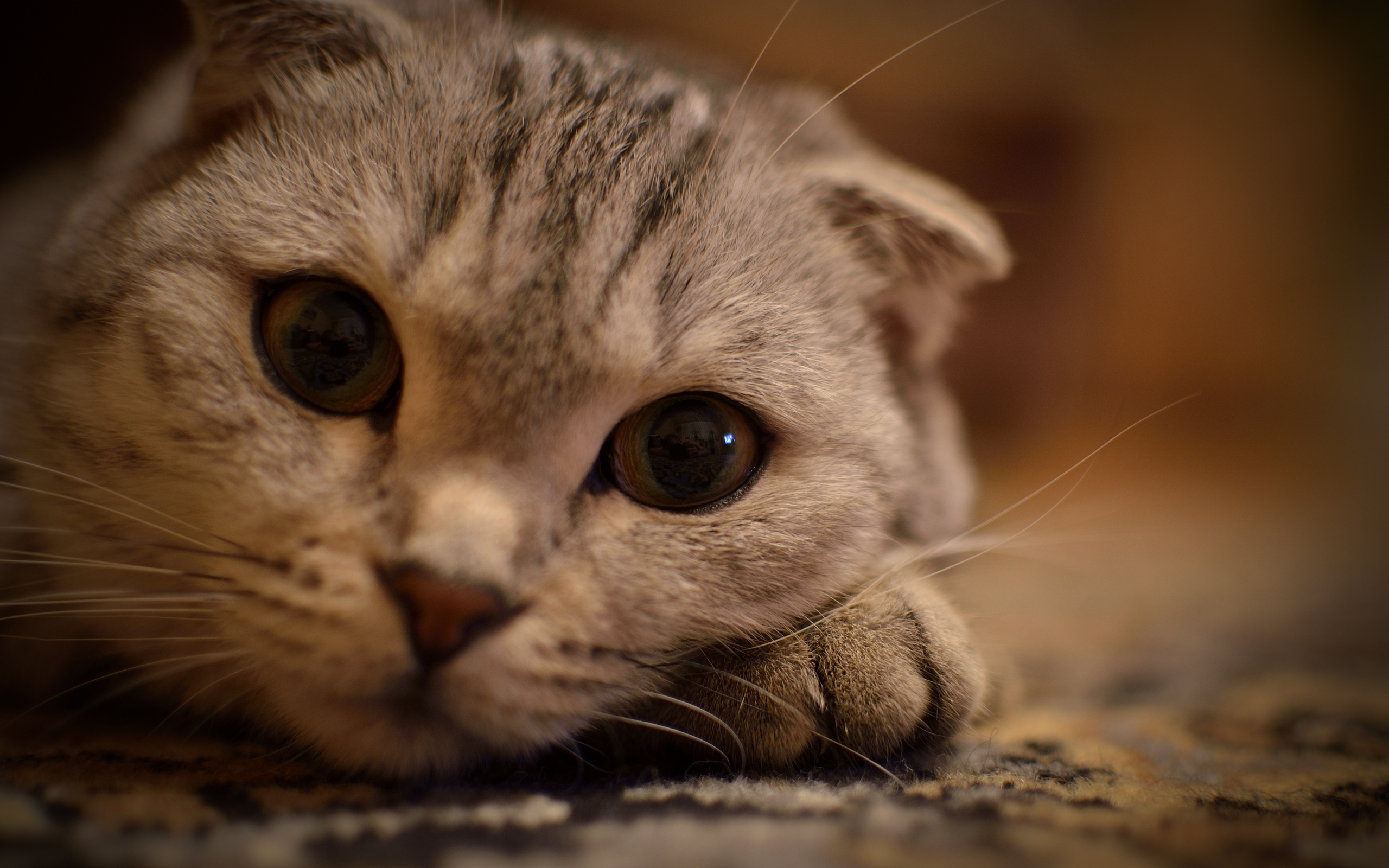 Scottish Fold Wallpapers