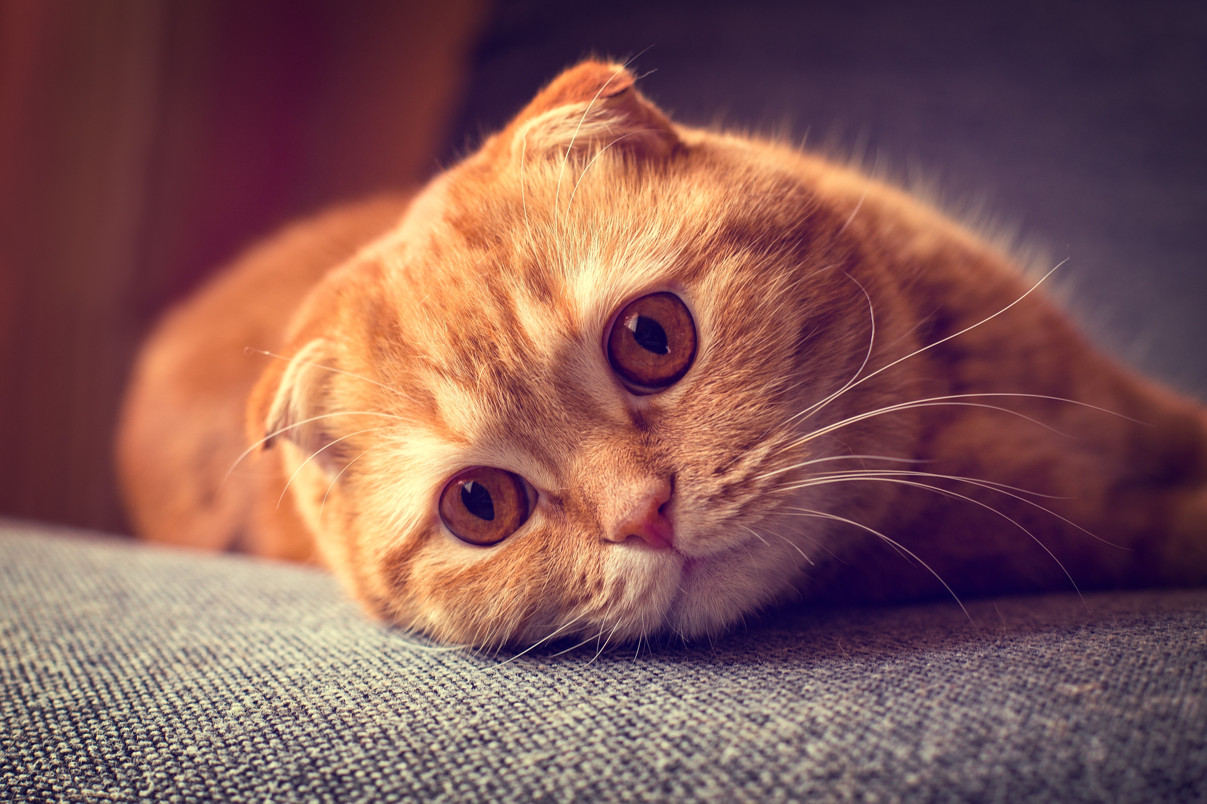 Scottish Fold Wallpapers