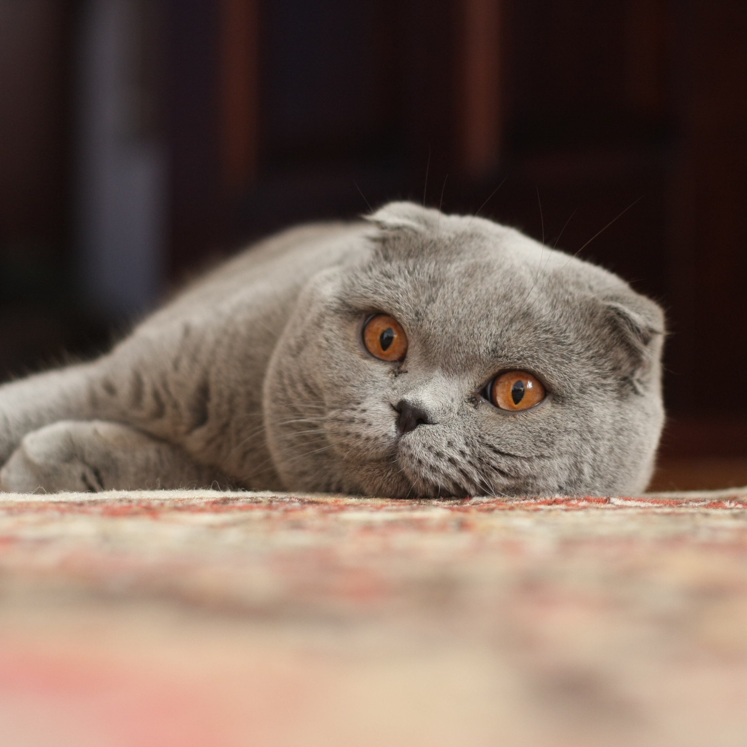 Scottish Fold Wallpapers