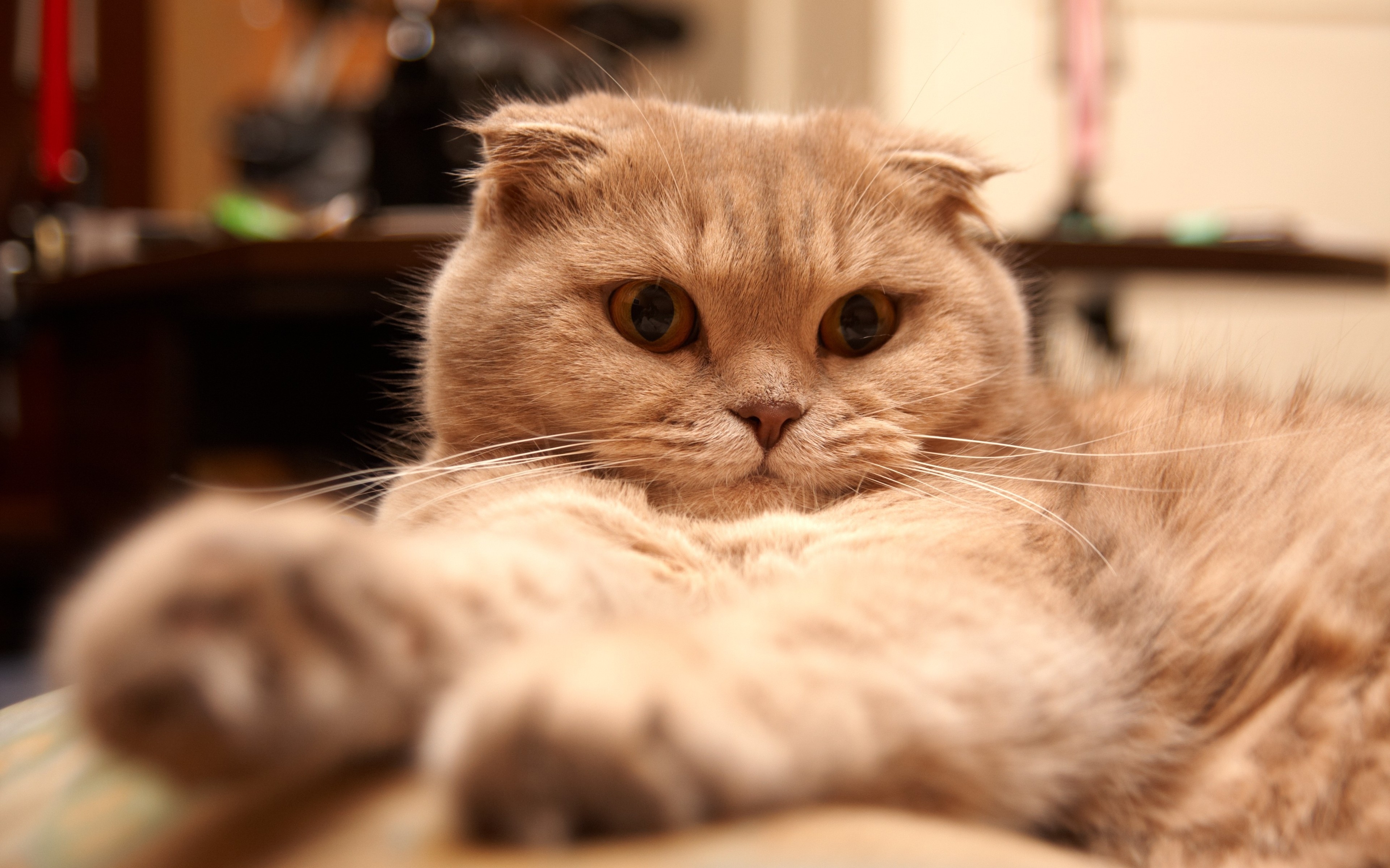 Scottish Fold Wallpapers