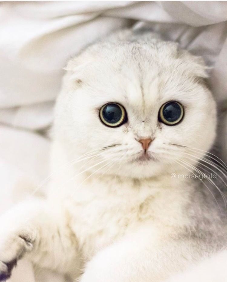 Scottish Fold Wallpapers