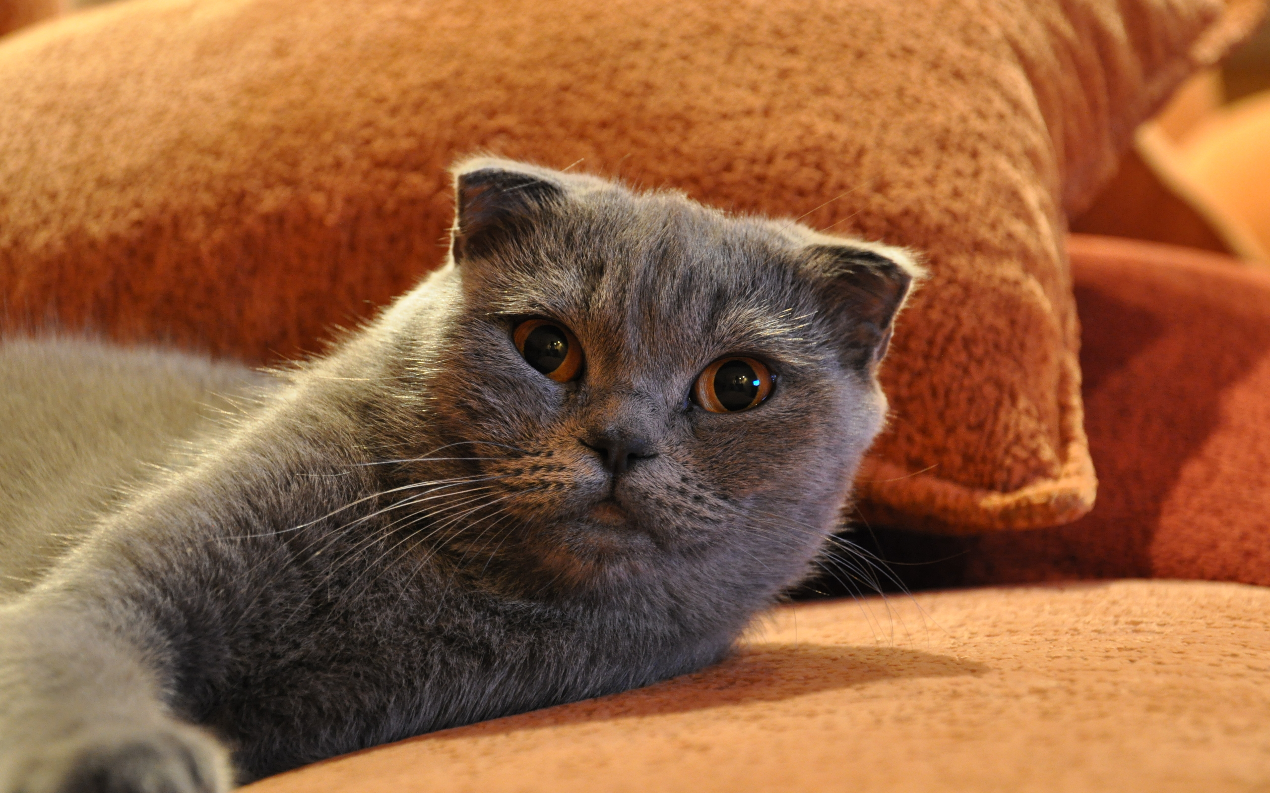 Scottish Fold Wallpapers