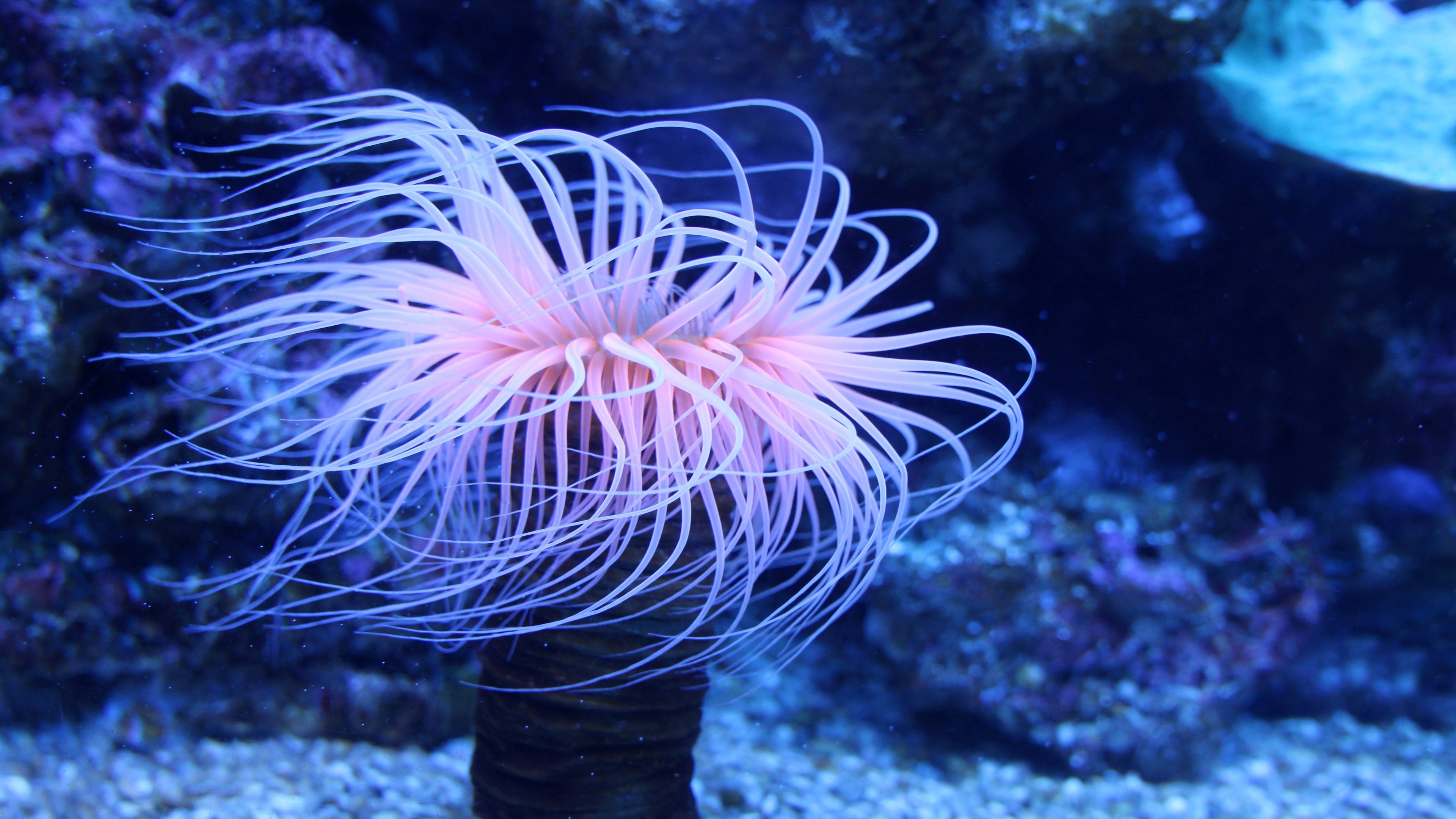 Sea Anemone Wallpapers