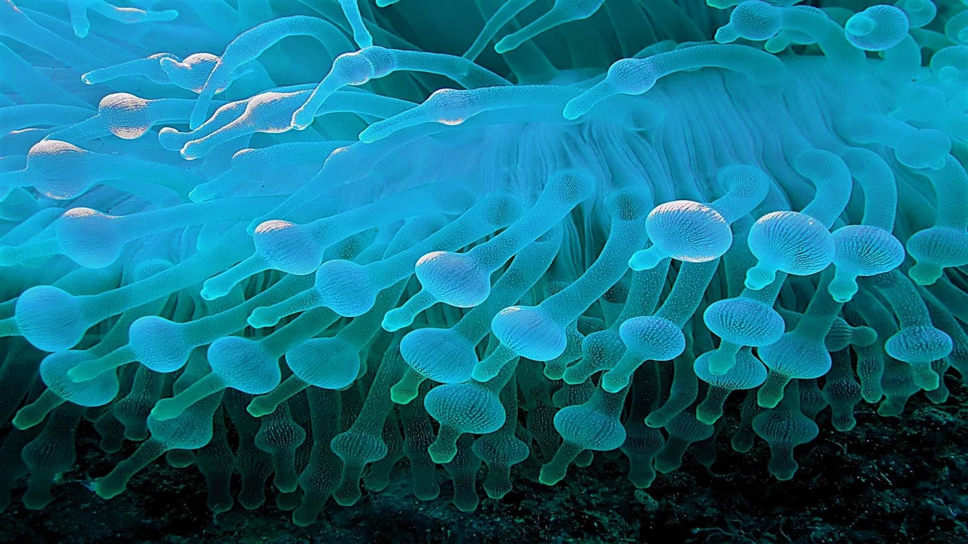 Sea Anemone Wallpapers