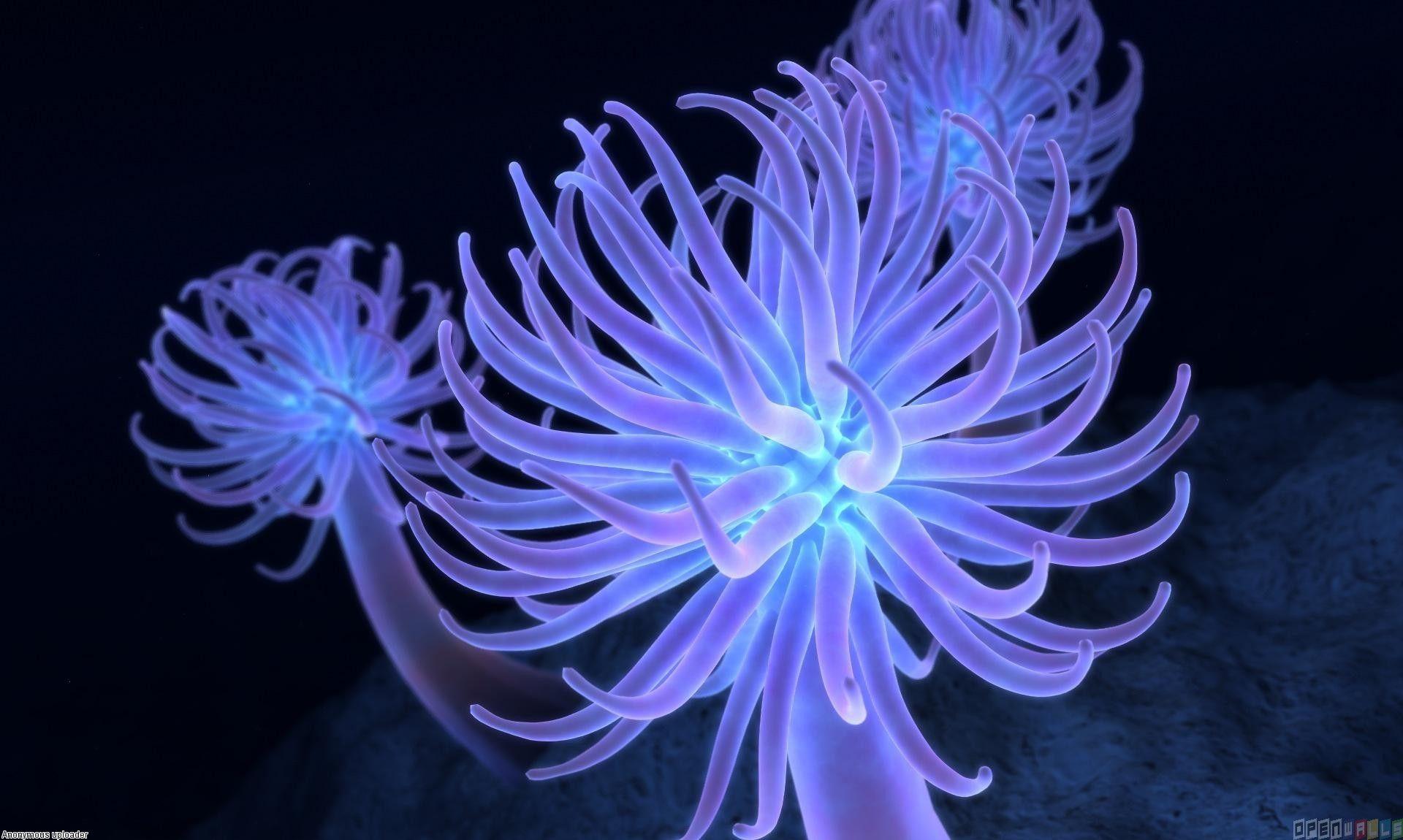 Sea Anemone Wallpapers