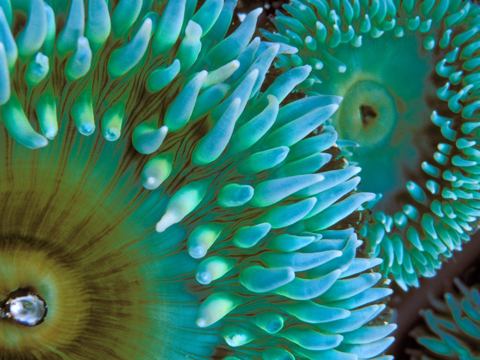 Sea Anemone Wallpapers