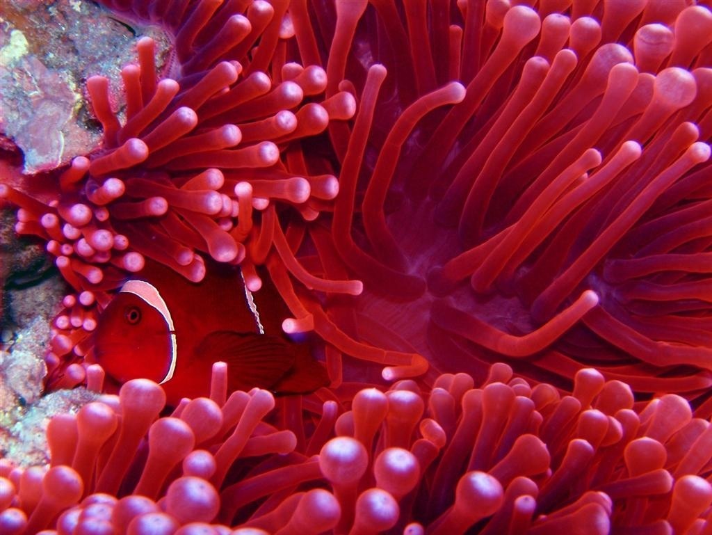 Sea Anemone Wallpapers