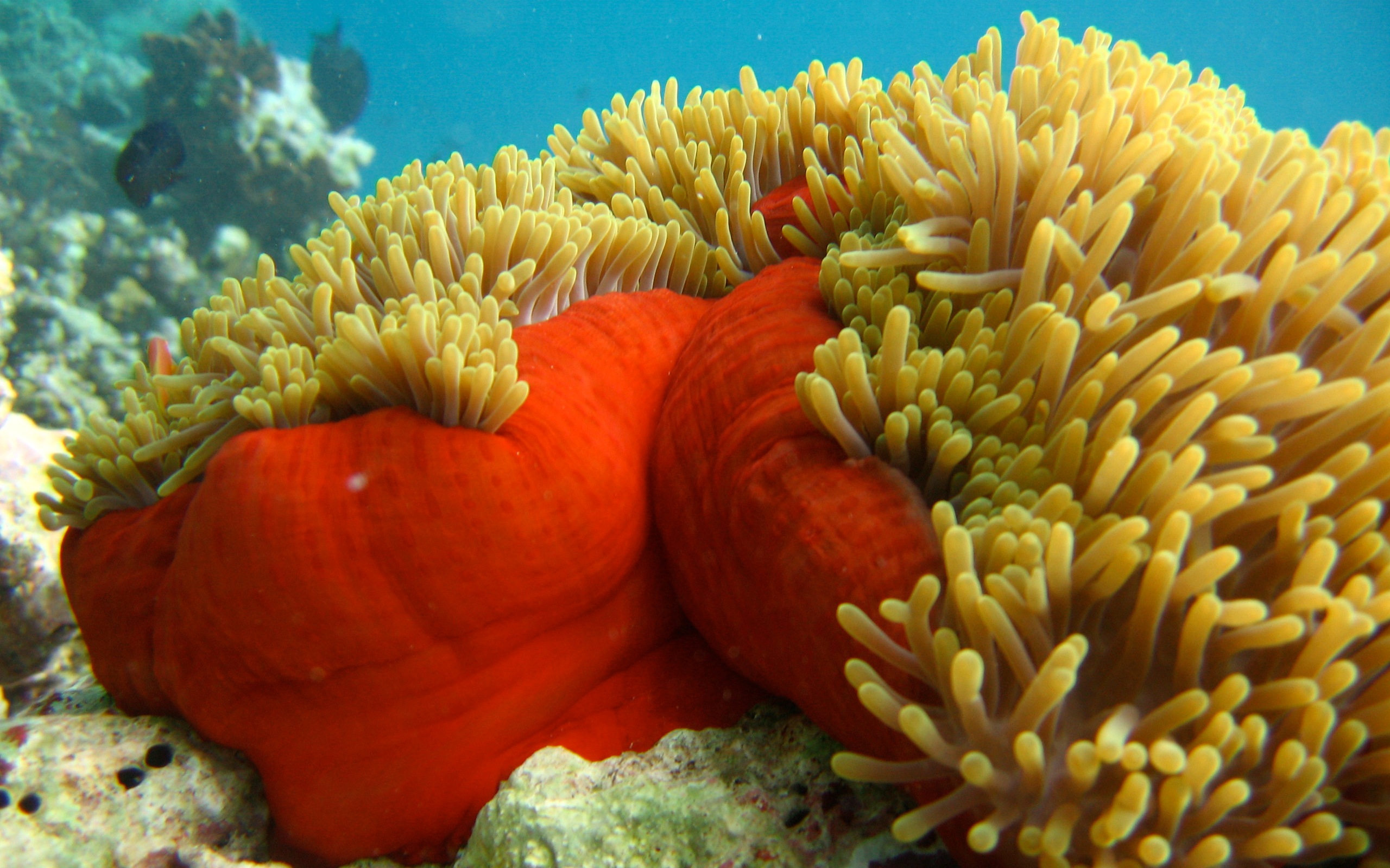 Sea Anemone Wallpapers