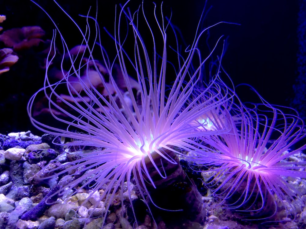 Sea Anemone Wallpapers