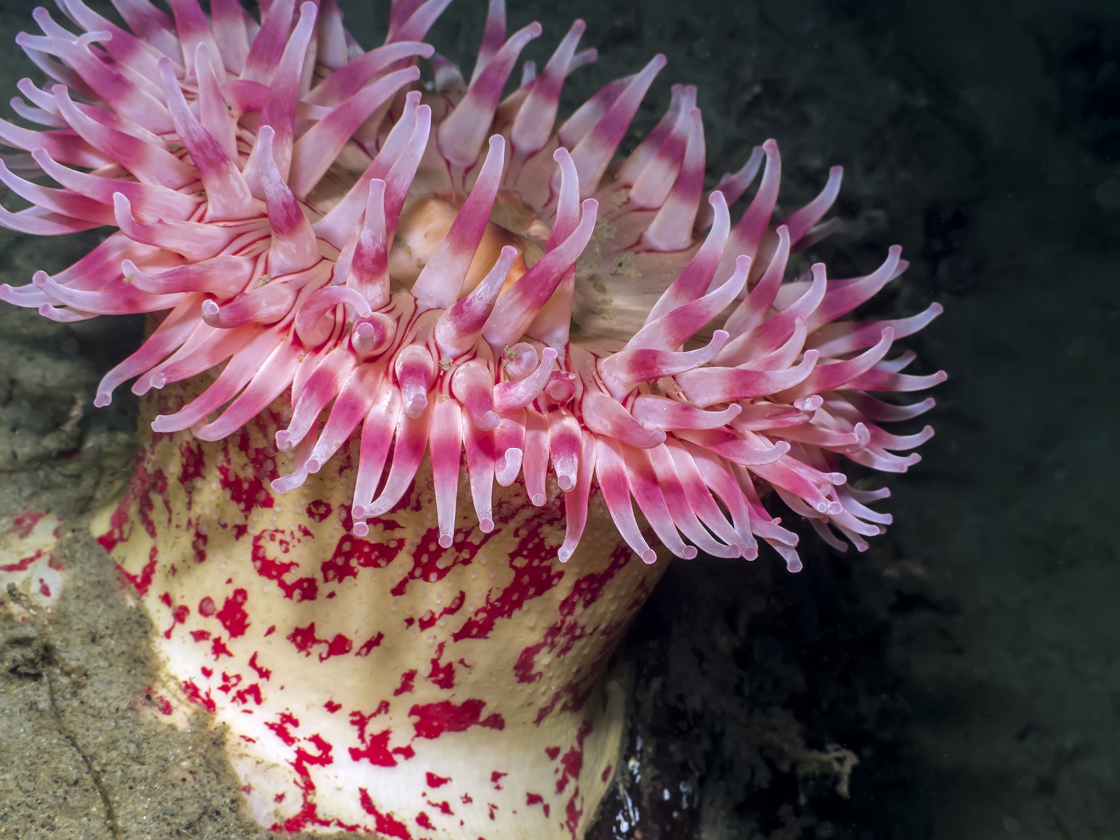 Sea Anemone Wallpapers