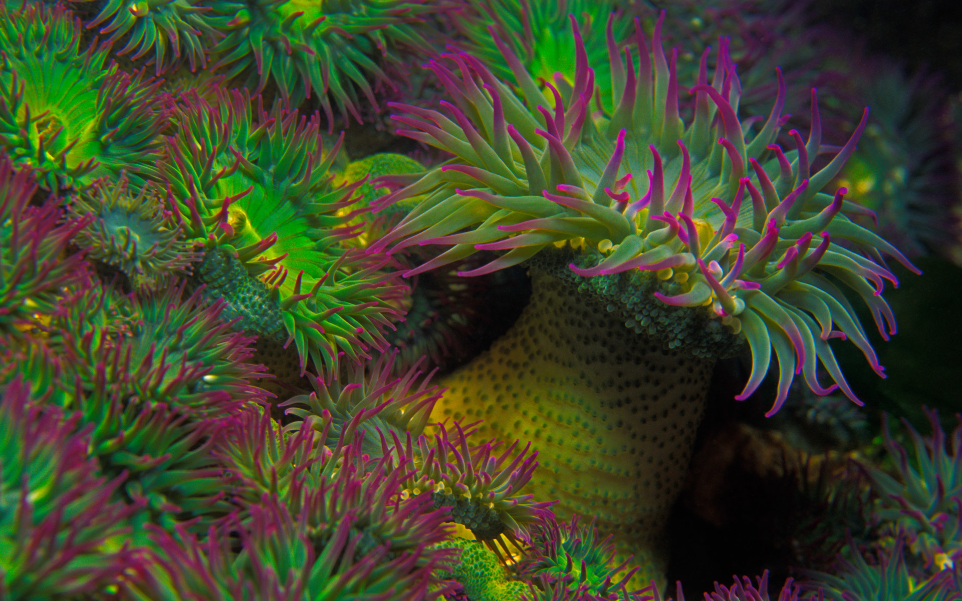 Sea Anemone Wallpapers