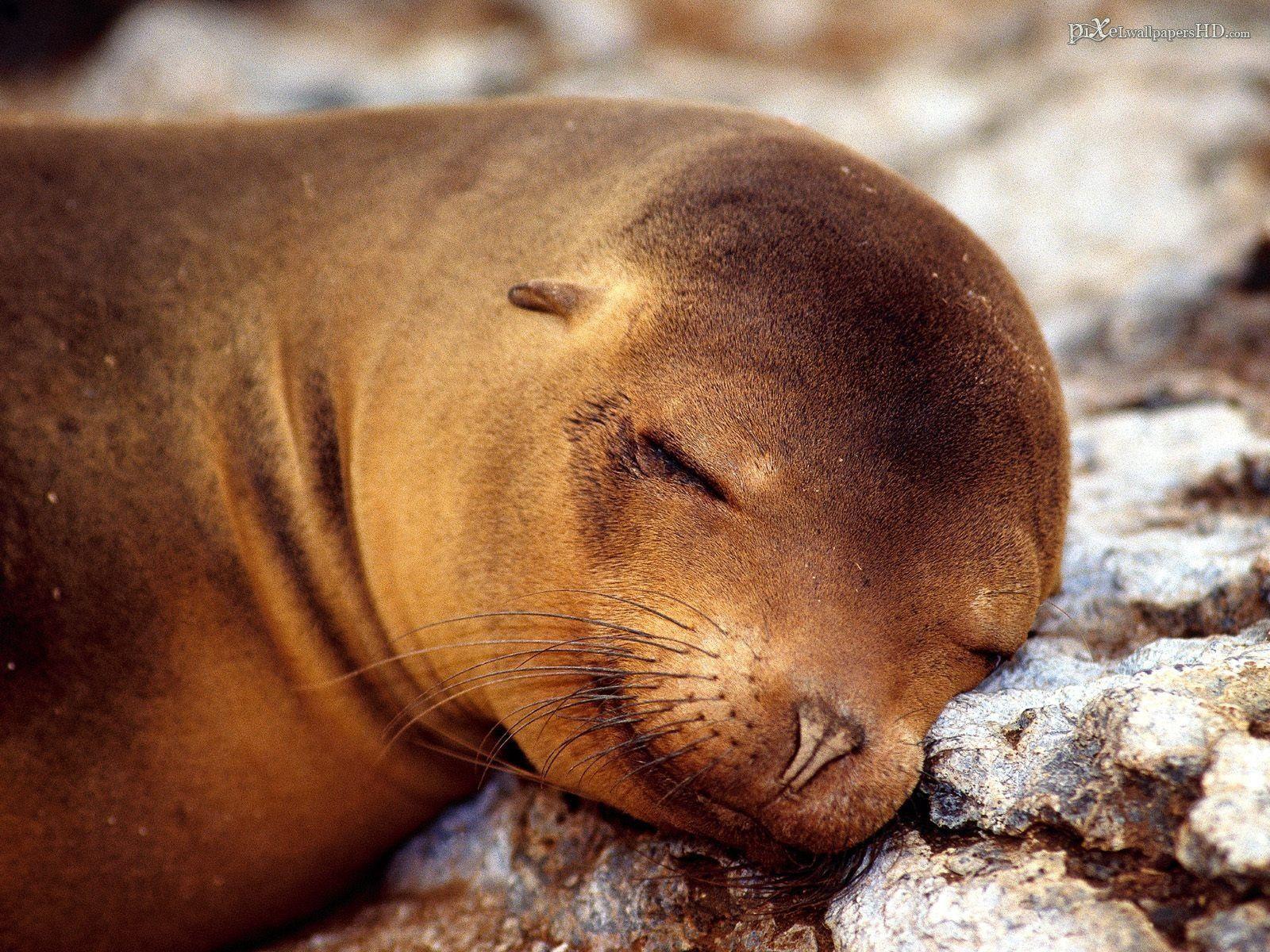 Sea Lion Wallpapers