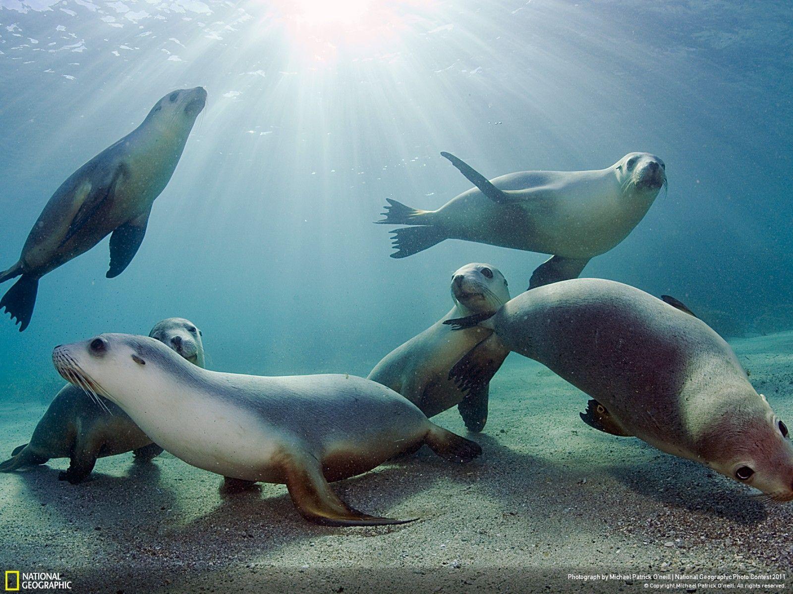 Sea Lion Wallpapers