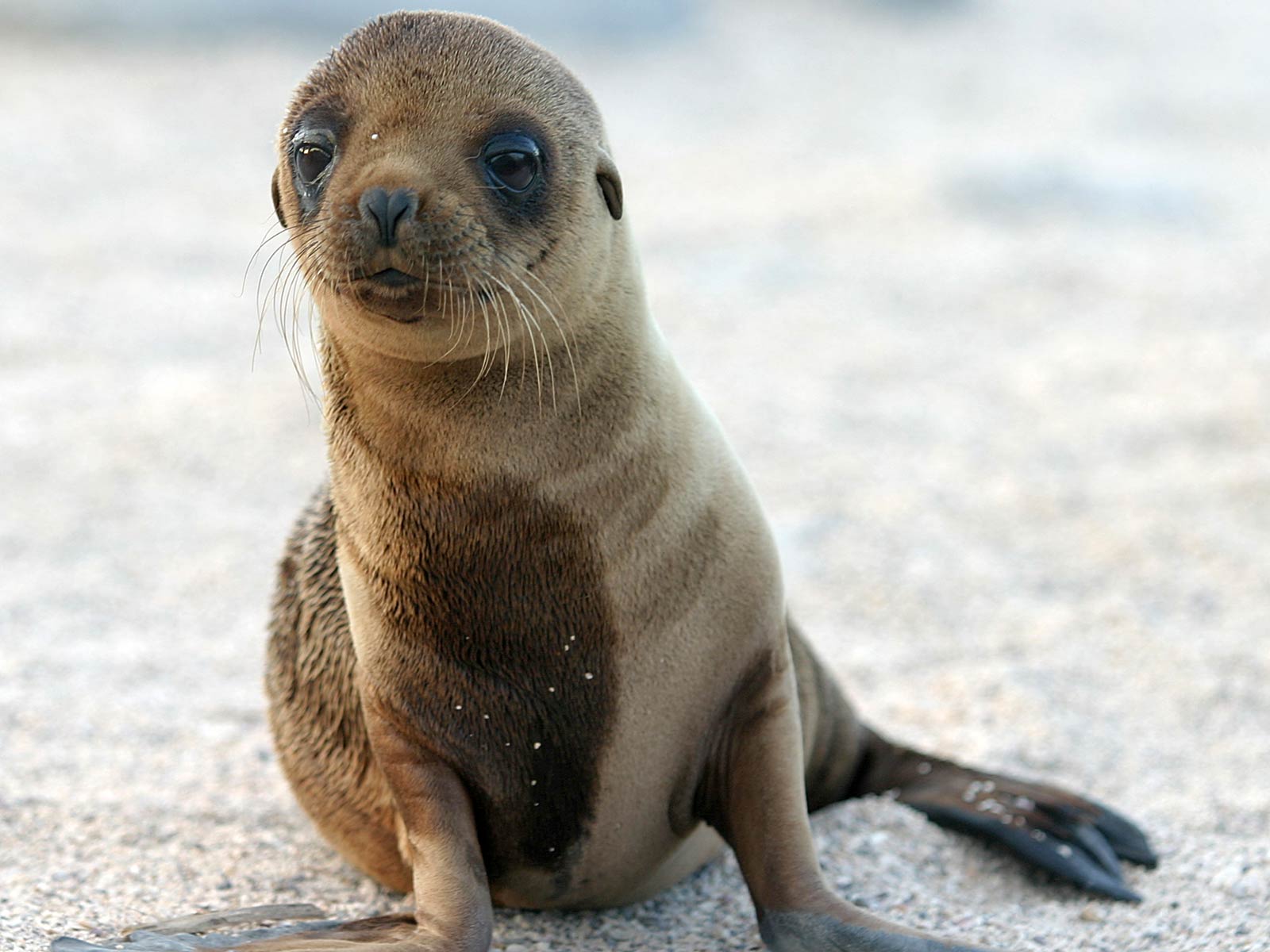 Sea Lion Wallpapers