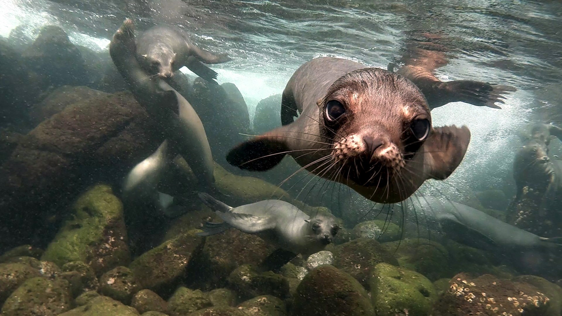 Sea Lion Wallpapers