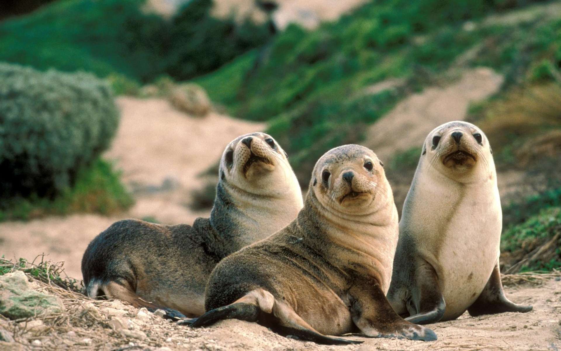 Sea Lion Wallpapers