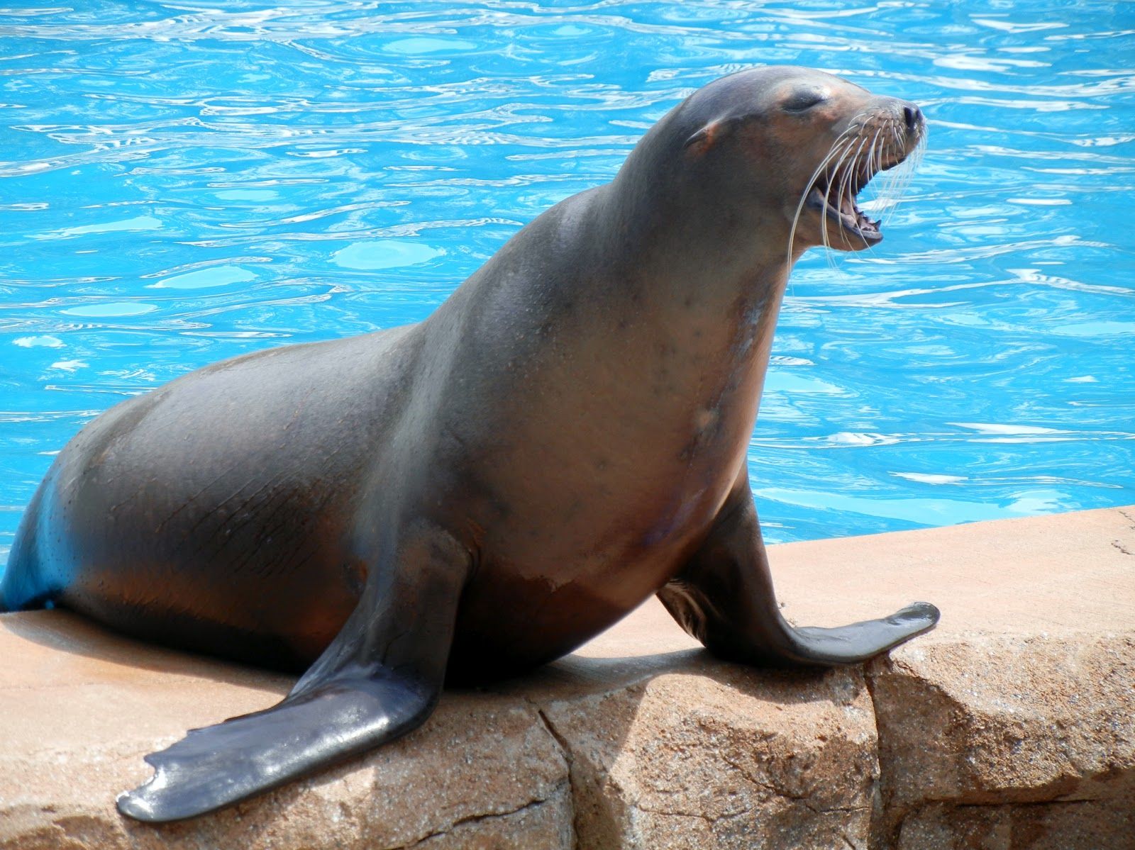 Sea Lion Wallpapers