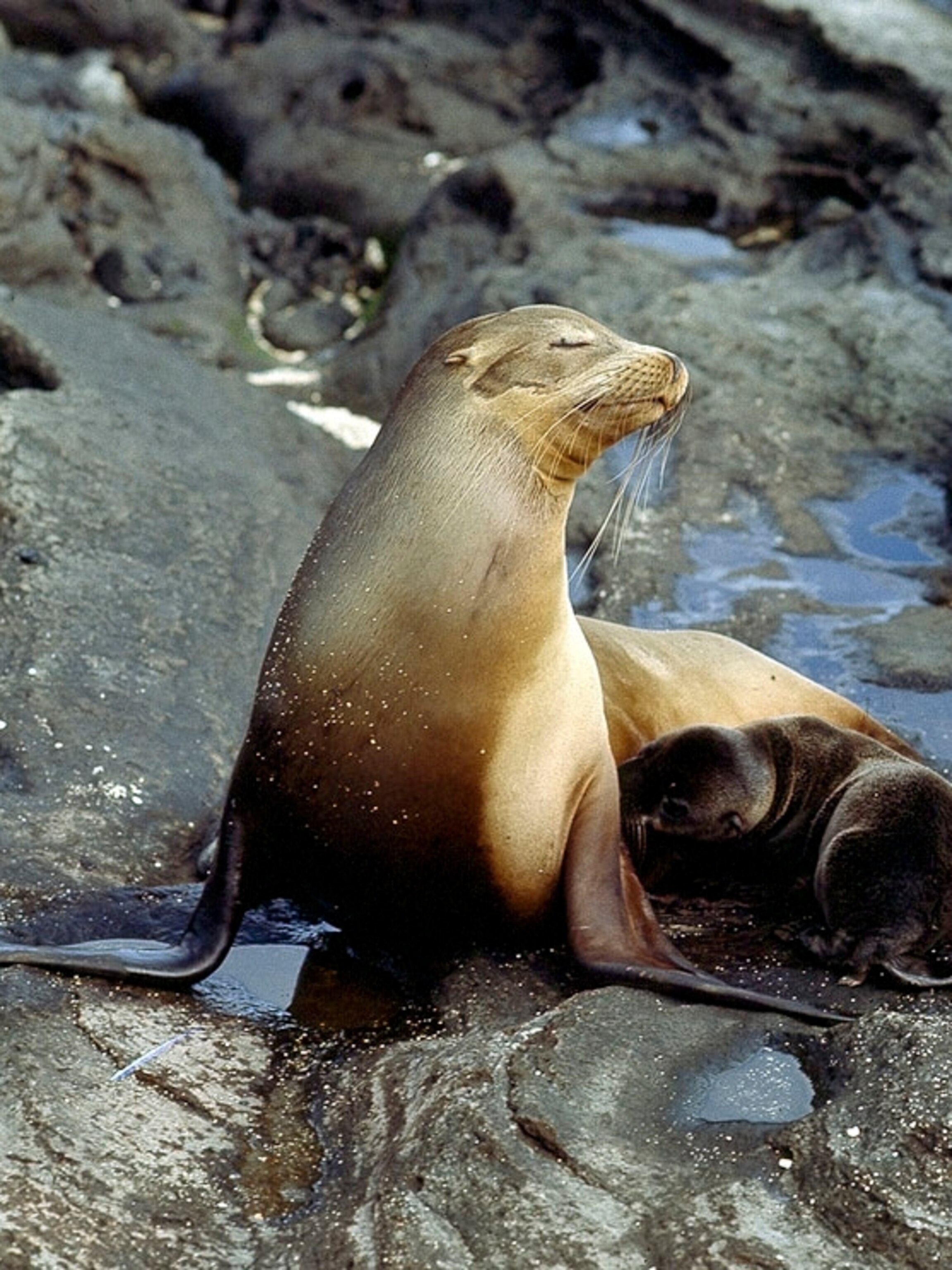 Sea Lion Wallpapers
