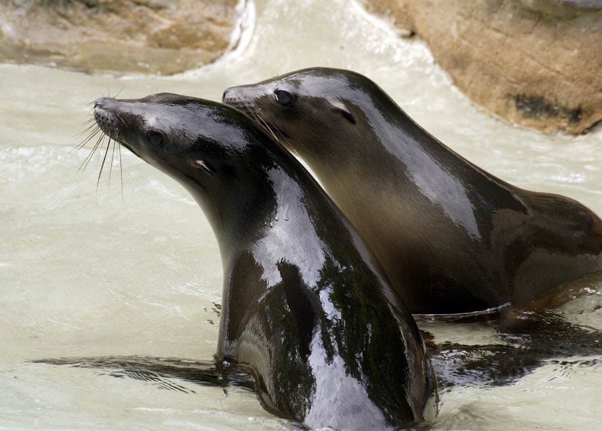 Sea Lion Wallpapers