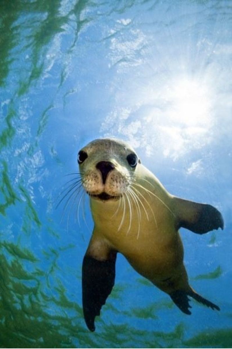 Sea Lion Wallpapers