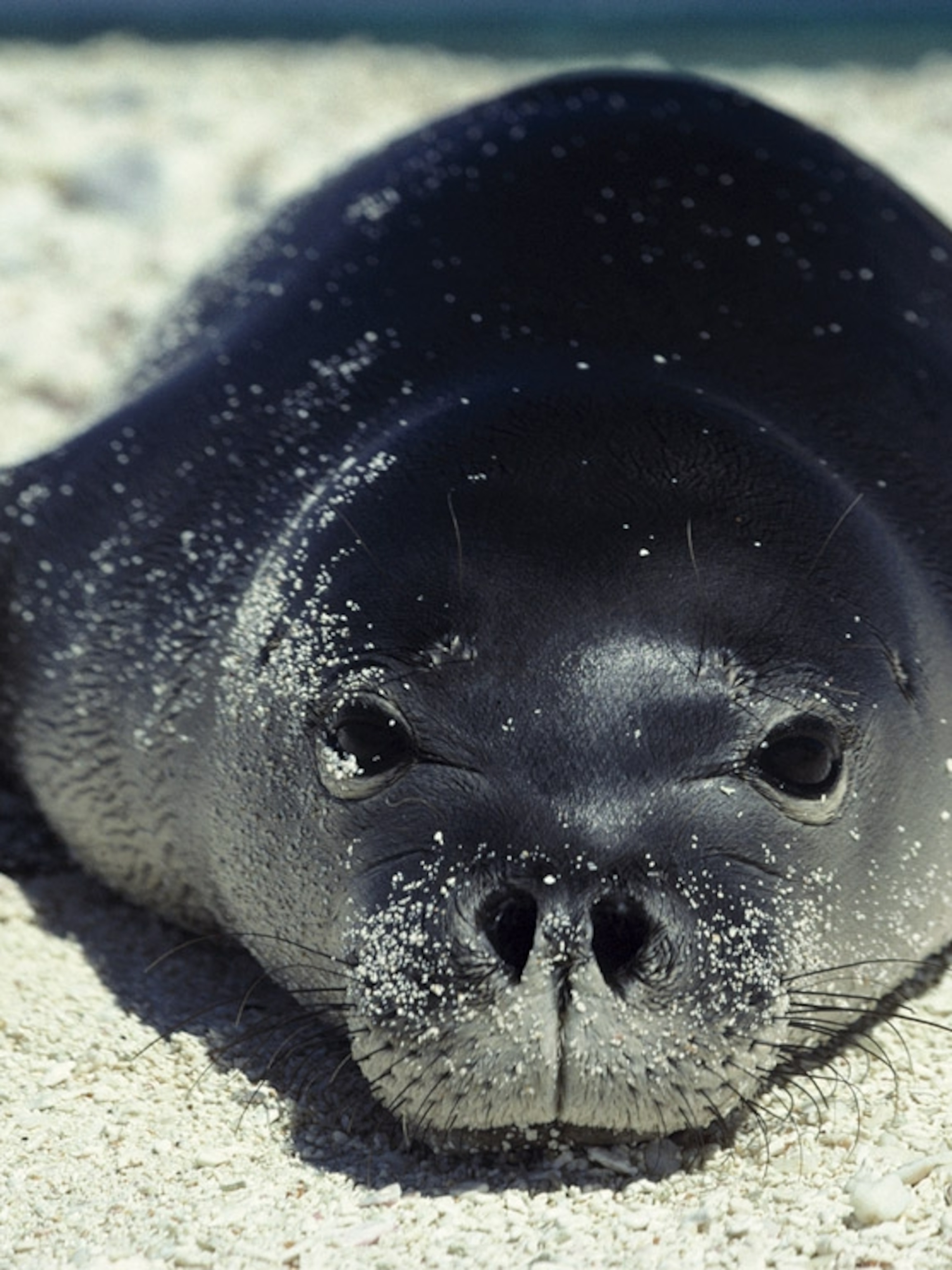 Sea Lion Wallpapers