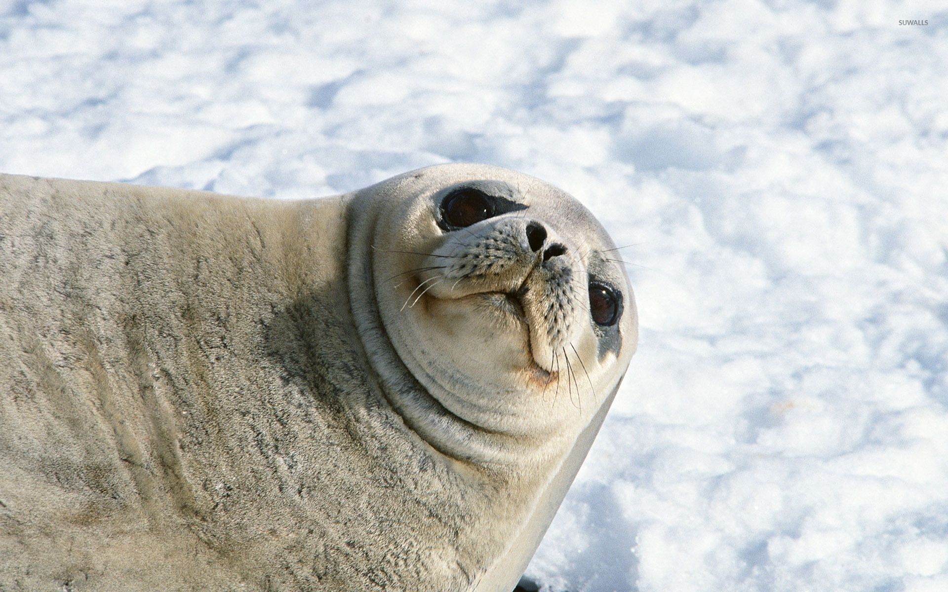 Sea Lion Wallpapers