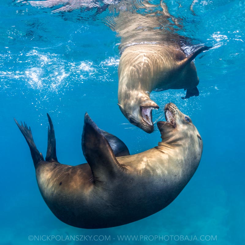 Sea Lion Wallpapers