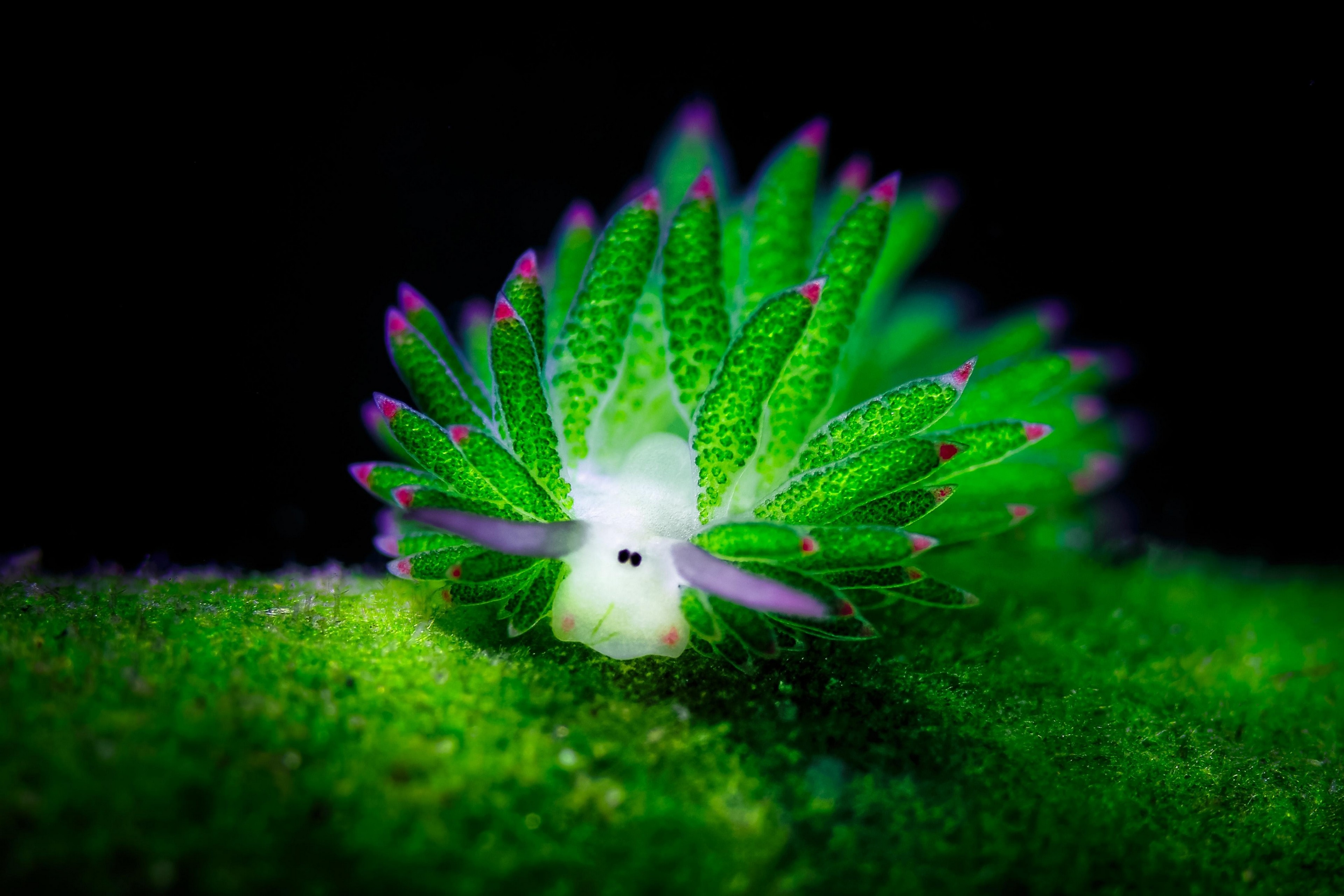 Sea Slug Wallpapers