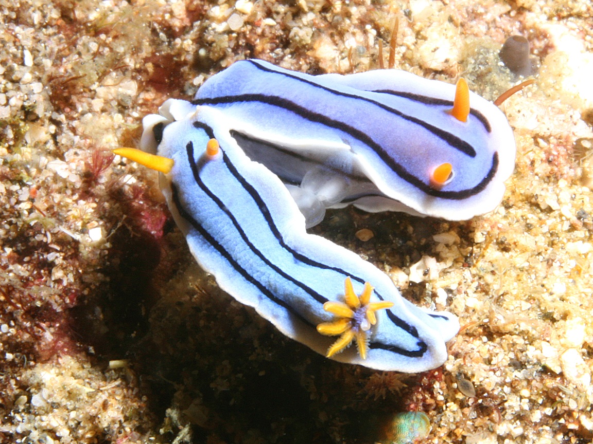 Sea Slug Wallpapers