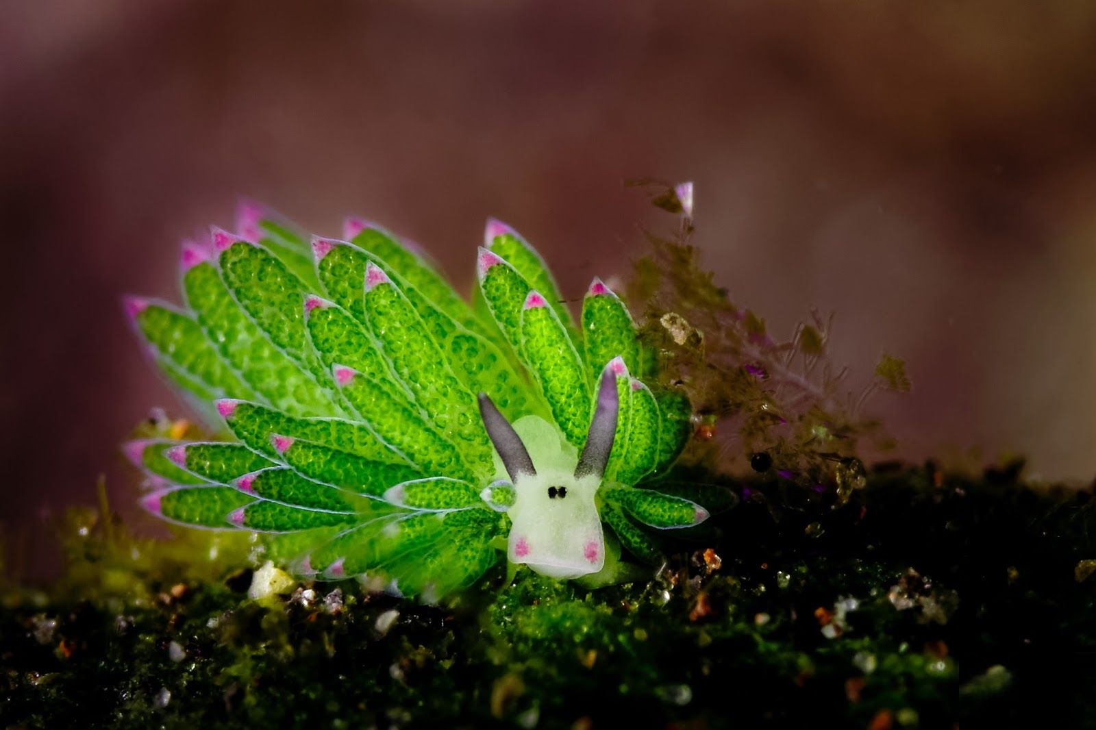 Sea Slug Wallpapers