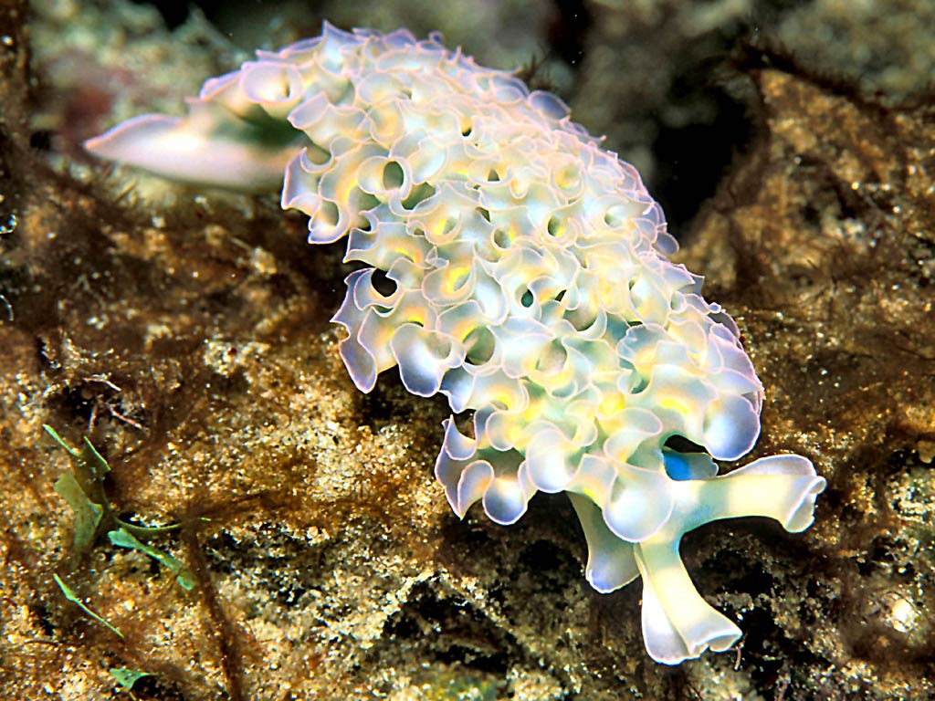 Sea Slug Wallpapers