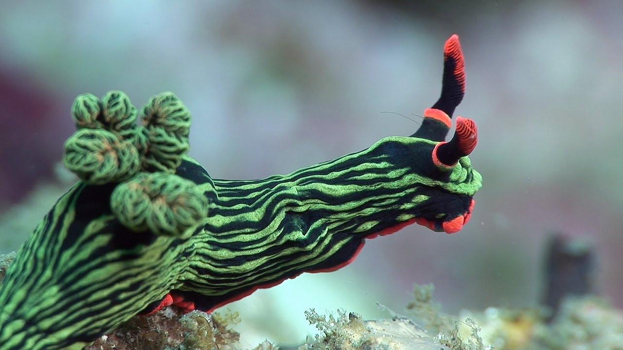 Sea Slug Wallpapers