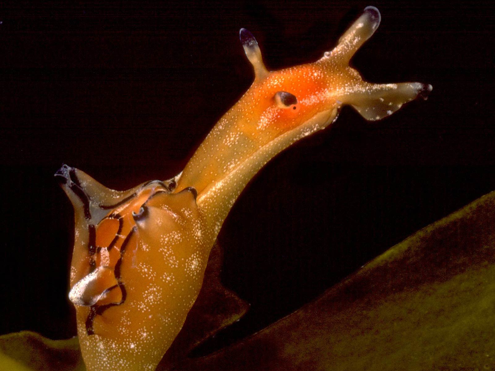 Sea Slug Wallpapers